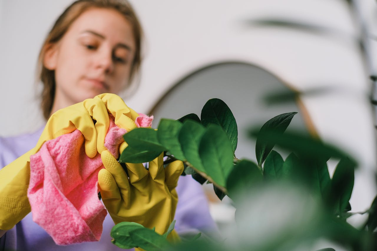 why-choose-us A woman cleans indoor plant leaves with gloves and cloth, focusing on plant care.